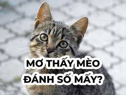 Mơ Thấy Con Mèo Đánh Con Gì? Giải Mã Giấc Mơ Thấy Mèo Chuẩn Nhất 2025